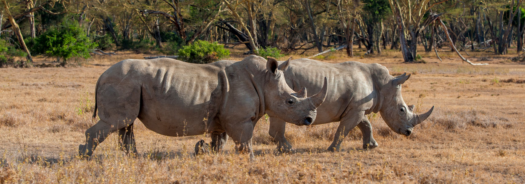 kenya-big-five-rinoceronti