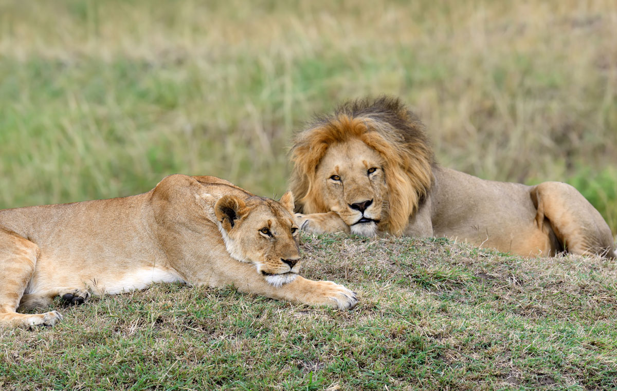 leoni-parco-nazionale-del-kenya