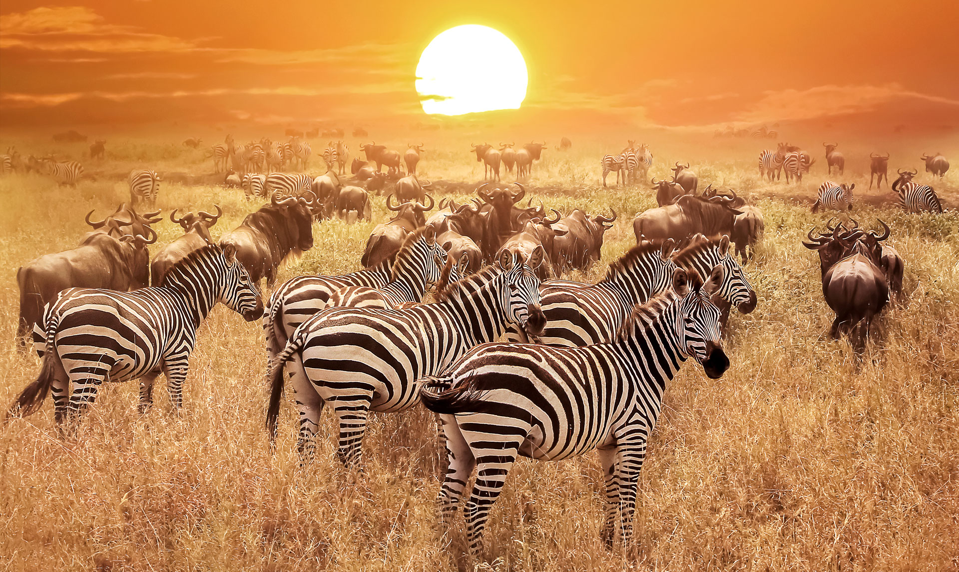 i migliori safari in africa