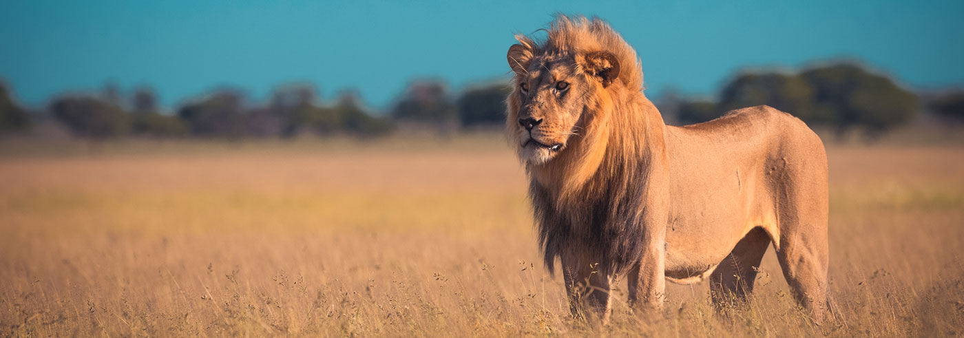 best-of-zambia-leone-maschio-adulto