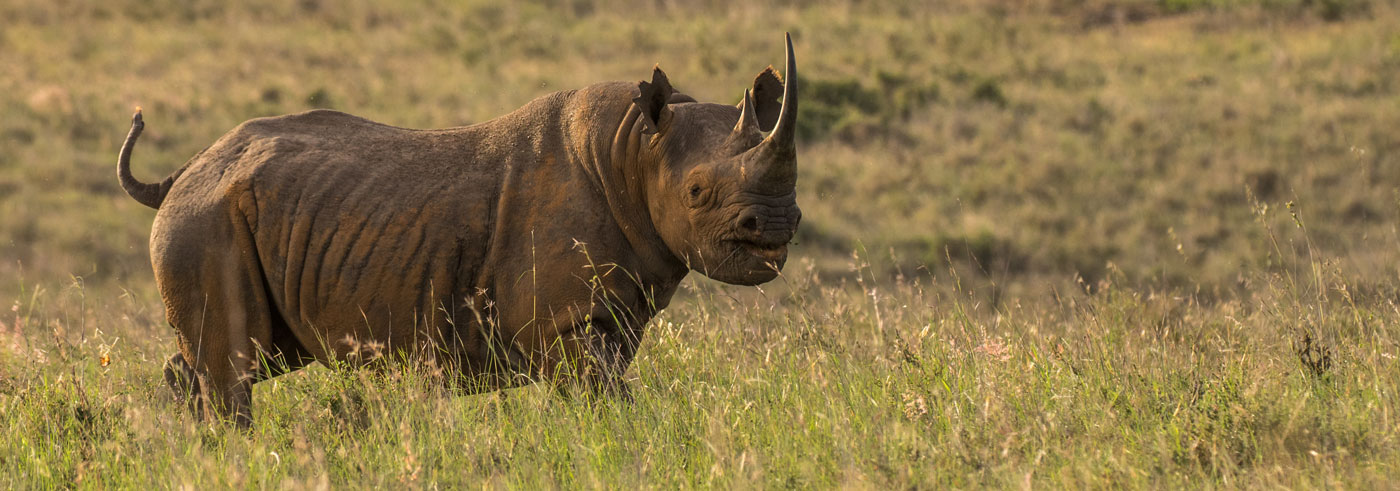 best-of-zambia-rinoceronte-nero-africano