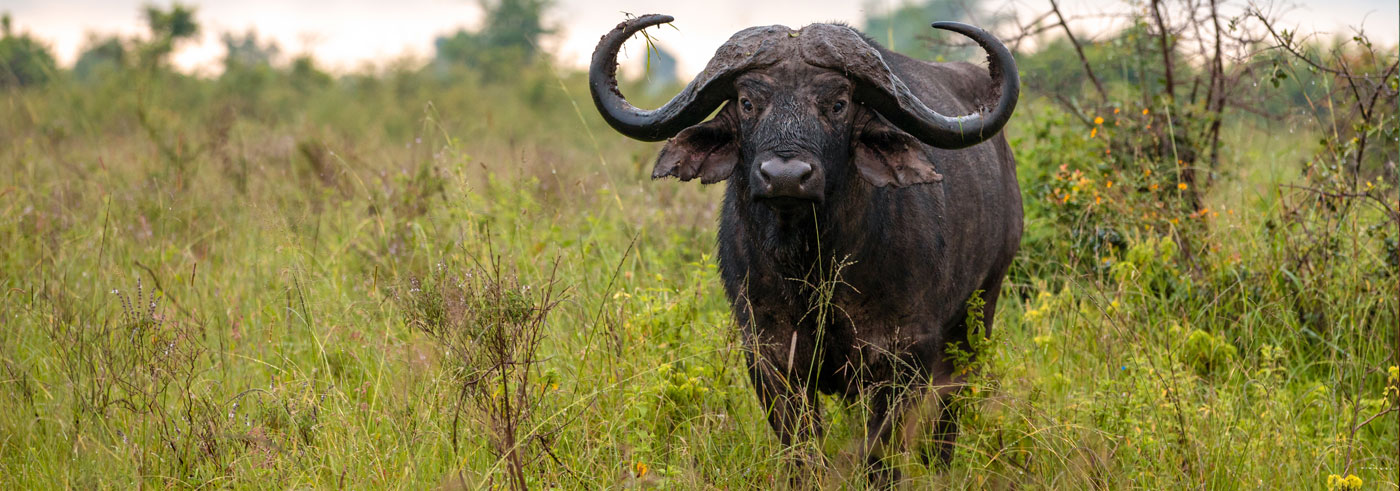 lower-zambia-bufalo-africano