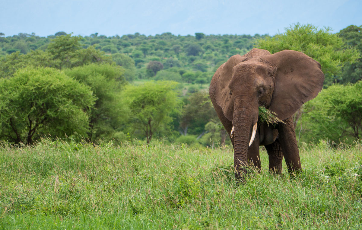 tamango-safari-elefante-tarangire